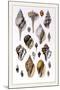 Shells: Sessile Cirripedes-G.b. Sowerby-Mounted Art Print