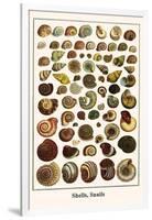 Shells, Snails-Albertus Seba-Framed Art Print