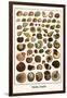 Shells, Snails-Albertus Seba-Framed Art Print