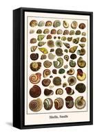 Shells, Snails-Albertus Seba-Framed Stretched Canvas