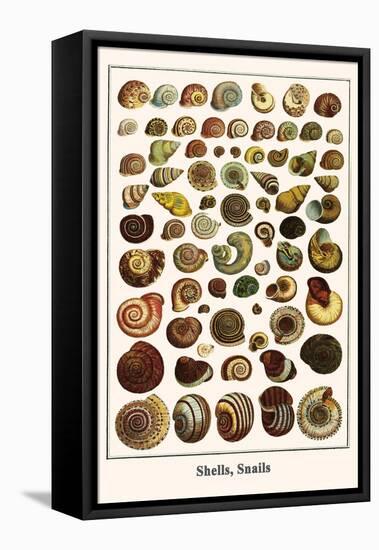 Shells, Snails-Albertus Seba-Framed Stretched Canvas