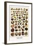 Shells, Snails-Albertus Seba-Framed Art Print