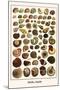 Shells, Snails-Albertus Seba-Mounted Art Print