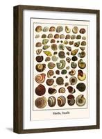 Shells, Snails-Albertus Seba-Framed Art Print