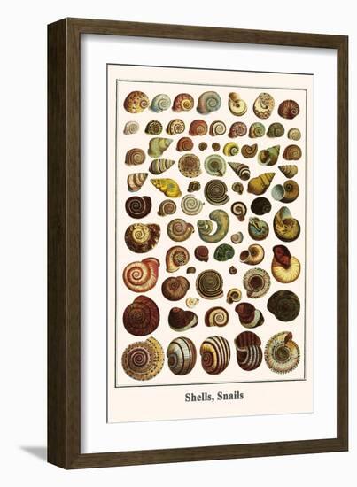 Shells, Snails-Albertus Seba-Framed Art Print