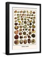 Shells, Snails-Albertus Seba-Framed Art Print