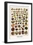 Shells, Snails-Albertus Seba-Framed Art Print