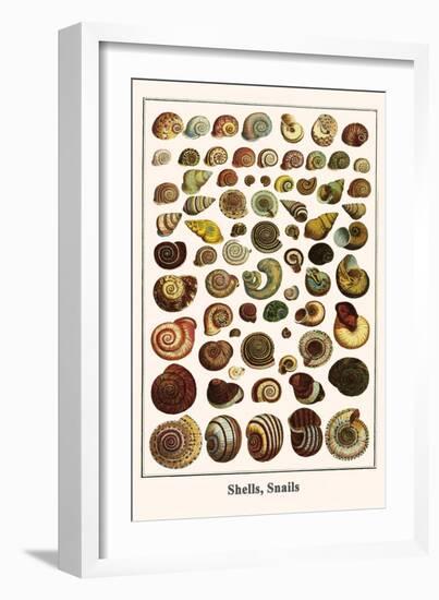 Shells, Snails-Albertus Seba-Framed Art Print