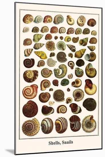 Shells, Snails-Albertus Seba-Mounted Art Print