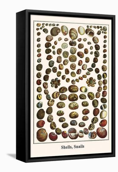 Shells, Snails-Albertus Seba-Framed Stretched Canvas