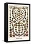 Shells, Snails-Albertus Seba-Framed Stretched Canvas