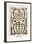 Shells, Snails-Albertus Seba-Framed Art Print