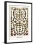 Shells, Snails-Albertus Seba-Framed Art Print