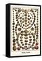 Shells, Snails-Albertus Seba-Framed Stretched Canvas