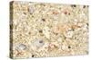 Shells Stranded Sealife Washed Ahore a White-null-Stretched Canvas