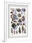 Shells: Trachelipoda-G.b. Sowerby-Framed Art Print