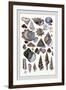 Shells: Trachelipoda-G.b. Sowerby-Framed Art Print