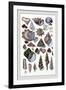 Shells: Trachelipoda-G.b. Sowerby-Framed Art Print