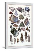 Shells: Trachelipoda-G.b. Sowerby-Stretched Canvas