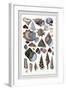 Shells: Trachelipoda-G.b. Sowerby-Framed Art Print