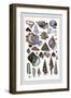 Shells: Trachelipoda-G.b. Sowerby-Framed Art Print