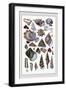 Shells: Trachelipoda-G.b. Sowerby-Framed Art Print