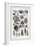 Shells: Trachelipoda-G.b. Sowerby-Framed Art Print