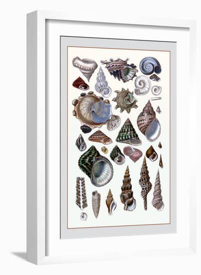 Shells: Trachelipoda-G.b. Sowerby-Framed Art Print