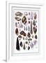 Shells: Trachelipoda-G.b. Sowerby-Framed Art Print