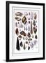 Shells: Trachelipoda-G.b. Sowerby-Framed Art Print