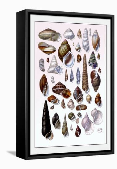 Shells: Trachelipoda-G.b. Sowerby-Framed Stretched Canvas