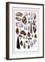 Shells: Trachelipoda-G.b. Sowerby-Framed Art Print