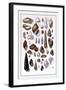 Shells: Trachelipoda-G.b. Sowerby-Framed Art Print