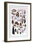 Shells: Trachelipoda-G.b. Sowerby-Framed Art Print