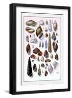 Shells: Trachelipoda-G.b. Sowerby-Framed Art Print