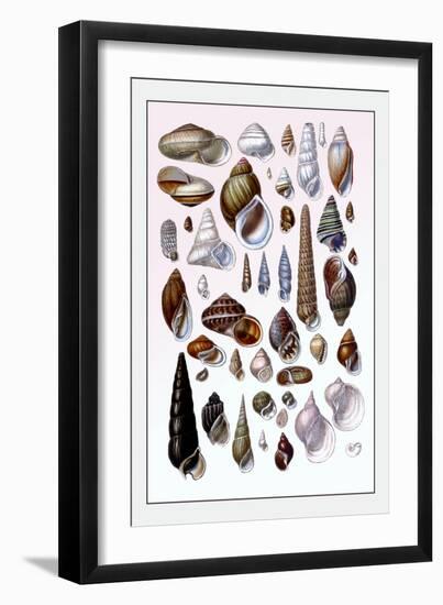 Shells: Trachelipoda-G.b. Sowerby-Framed Art Print