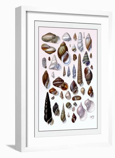 Shells: Trachelipoda-G.b. Sowerby-Framed Art Print