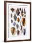 Shells: Trachelipoda-G.b. Sowerby-Framed Art Print