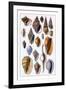 Shells: Trachelipoda-G.b. Sowerby-Framed Art Print