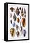 Shells: Trachelipoda-G.b. Sowerby-Framed Stretched Canvas