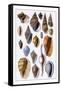 Shells: Trachelipoda-G.b. Sowerby-Framed Stretched Canvas