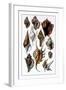 Shells: Trachelipoda-G.b. Sowerby-Framed Art Print