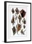 Shells: Trachelipoda-G.b. Sowerby-Framed Art Print