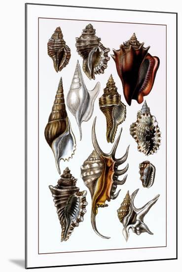 Shells: Trachelipoda-G.b. Sowerby-Mounted Art Print