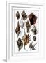 Shells: Trachelipoda-G.b. Sowerby-Framed Art Print