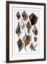 Shells: Trachelipoda-G.b. Sowerby-Framed Art Print