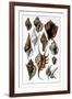 Shells: Trachelipoda-G.b. Sowerby-Framed Art Print