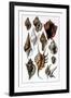 Shells: Trachelipoda-G.b. Sowerby-Framed Art Print