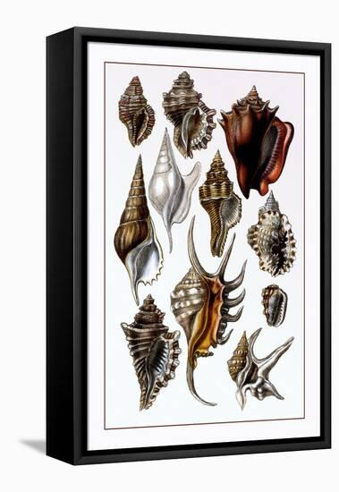 Shells: Trachelipoda-G.b. Sowerby-Framed Stretched Canvas