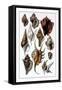 Shells: Trachelipoda-G.b. Sowerby-Framed Stretched Canvas